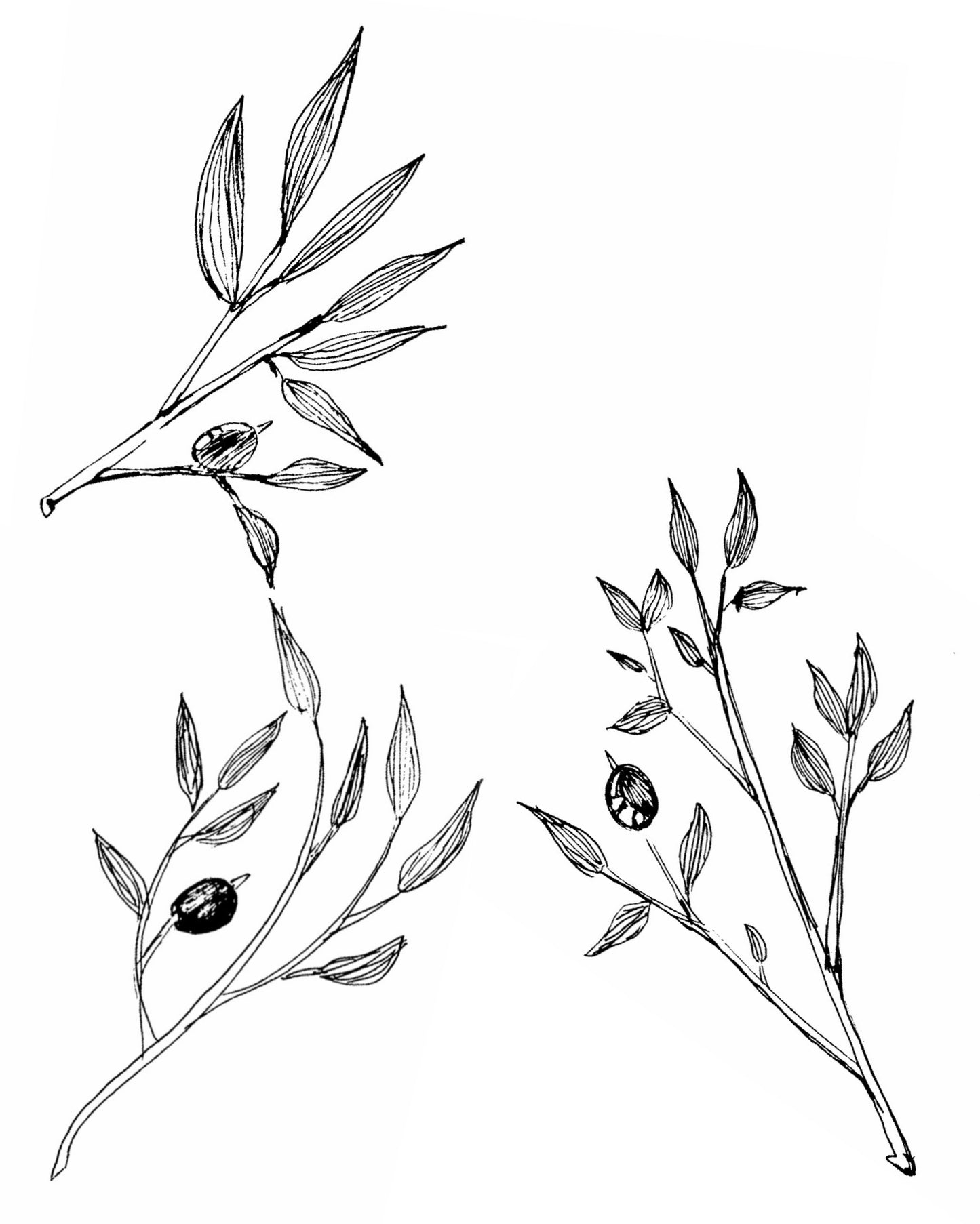 Tattoo ticket/ flash download Olive fruit